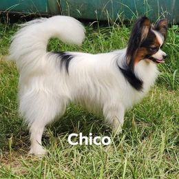 Chico - Papillon