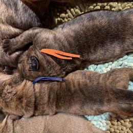 Orange collar - Red fawn brindle male Bullmastiff puppy in Otisfield, Maine from Boulder Ridge Kennels