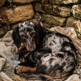 Sutton AKC - Dapple female Dachshund puppy in Erick, Oklahoma from 4-L Backyard Dach