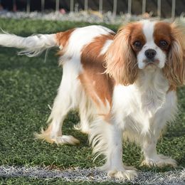 Cavalier King Charles Spaniels and Cavapoos from Stoltzfus Family Puppies