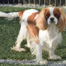 Cavalier King Charles Spaniels and Cavapoos from Stoltzfus Family Puppies