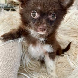 Chihuahua Puppies from ChiWowTown Chihuahuas