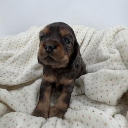 Bosley - Blue roan and tan male Cocker Spaniel puppy in Oklahoma from Mini Hippo Land