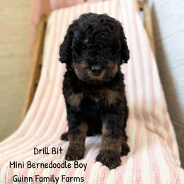 Drillbit - Phantom male Bernedoodle puppy in Grove, Oklahoma from Guinn Family Farms