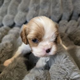Odette - Blenheim female Cavalier King Charles Spaniel puppy in Wildomar, California from Enchanted Rose Cavaliers