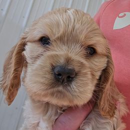 Diva - Buff female Cocker Spaniel puppy in Platteville, Wisconsin from Elk Grove Cocker Spainels
