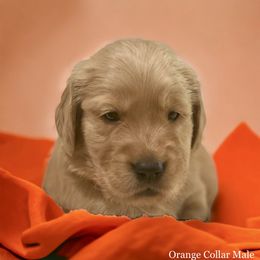 Golden Retriever Puppies from Studley Hill Goldens, LLC.
