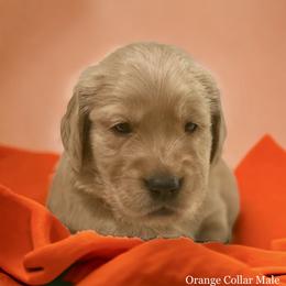 Golden Retriever Puppies from Studley Hill Goldens, LLC.