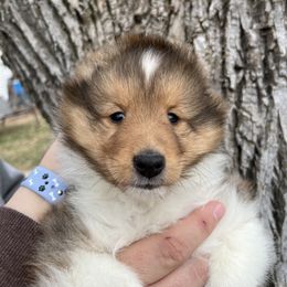 Dalmatian and Shetland Sheepdog Puppies from Karmayne Kennels
