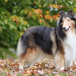 Collies from GlenLoch Collies