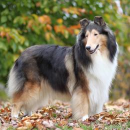 Collies from GlenLoch Collies