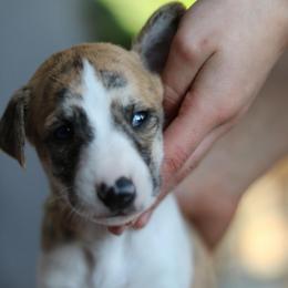 Bobble - White and fawn brindle male Whippet puppy in Robesonia, Pennsylvania from Rogue Mountain Manor