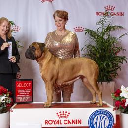 Nola - Bullmastiff