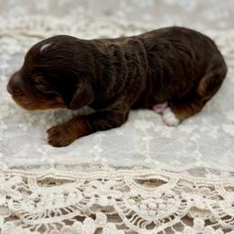 Aladdin - Brown male Bernedoodle puppy in Munster, Indiana from Miranda’s Sunshine Poodles and Doodles