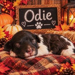 Odie - Brown and white male Cockapoo puppy in Lebanon, Kentucky from Mosaic Merle Doodles