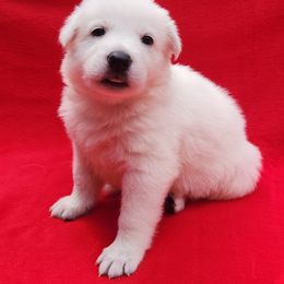 Red Girl - White female Berger Blanc Suisse puppy in New Castle, Pennsylvania from Thornvalley White Swiss Shepherds