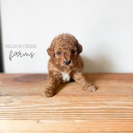 Paddy - Red male Maltipoo puppy in Huntsville, Texas from Nelson Creek Farms