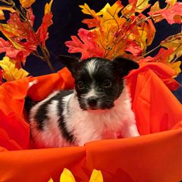 Boy  3 - White black and tan male Papillon puppy in Fremont, Michigan from Barque