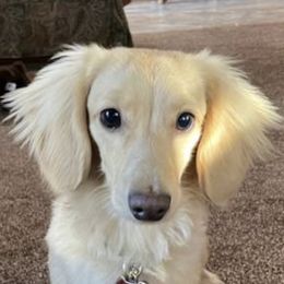 Dachshunds from English Cream Doxies