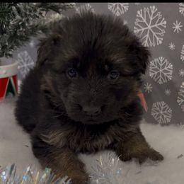 Pink collar girl - Black and red female German Shepherd puppy in Wyoming, Michigan from Big Jones Kennels