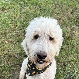Duke (purebred standard poodle) - Bernedoodle