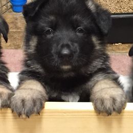German Shepherd Puppies from Dawnhill