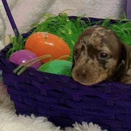 Dachshunds from Little Paw Dachshunds