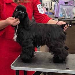 Abby - Black and white female Cocker Spaniel puppy in Kingman, Arizona from Amore’s Cockers