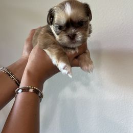 Zeus - Liver and white male Shih Tzu puppy in Gulf Breeze, Florida from Garry's Shih Tzus