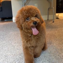 Archie - Red  male Poodle puppy in Elkhorn, Nebraska from Orel Toy & Miniature Poodles