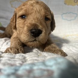 Goldendoodle Puppies from Cassie Farms