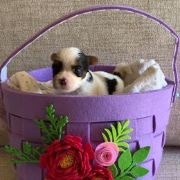 Boy 1 - Black tan and white male Biewer Terrier puppy in Litchfield Park, Arizona from Phoenix Golden Retriever & Biewer Terriers