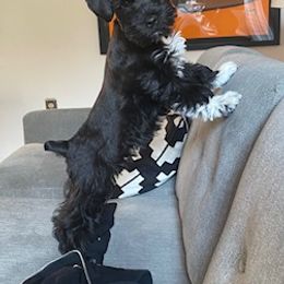 Miniature Schnauzer Puppies from Bar Diamond