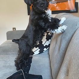 Miniature Schnauzer Puppies from Bar Diamond