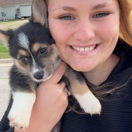 Pembroke Welsh Corgi Puppies from LTT Corgis