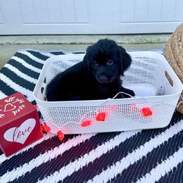 "Baloo" Goldendoodle Puppies from Sweetgrass Goldendoodles of Moncks Corner