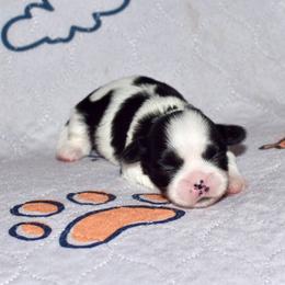 Boyd - Black and white male Shih Tzu puppy in Stroud, Oklahoma from Laik’s Little Shihtz & Poms