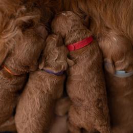 Goldendoodle Puppies from Designer doodles