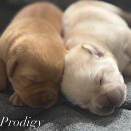 Labrador Retriever and Poodle Puppies from Prodigy Therapy Dogs