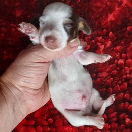 BOY 1 - Piebald male Dachshund puppy in Swink, Oklahoma from Palali Farm