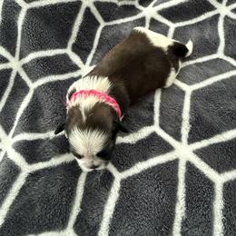 Shih Tzu Puppies from Leahrae's Shih Tzus