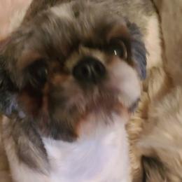 BAILEY - Black white and silver female Shih Tzu puppy in Belleville, Michigan from Patricia's Heavenly Earth Angels