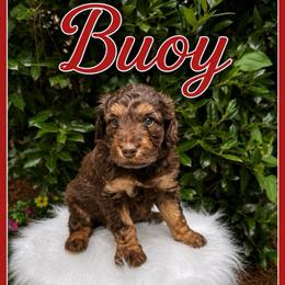Buoy - Phantom male Goldendoodle puppy in Charlotte, North Carolina from Hopeful Heart Doodles