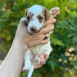 Doc - Parti male Goldendoodle puppy in Stockton, California from Port City Doodles