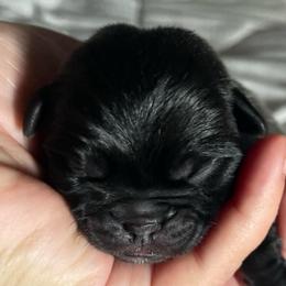 Frank - Black male Pug puppy in Hanover, Virginia from Pure Pugs