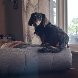 Onyx - Dachshund