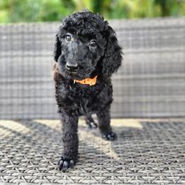 Aza - Black female Poodle puppy in Spartanburg, South Carolina from Taya's Pups