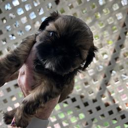 Lulu - Brindle and white female Shih Tzu puppy in Victorville, California from Precioustzus