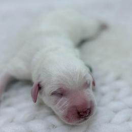 Hank - Green Collar - White male Great Pyrenees puppy in San Marcos, California from Faith Family Freedom Farm