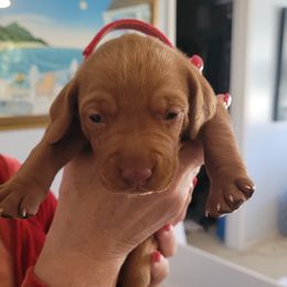 Red Boy #2 - Golden rust Vizsla puppy in Destin, Florida from Vizslas of Northwest Florida